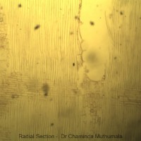 Melia azedarach L.